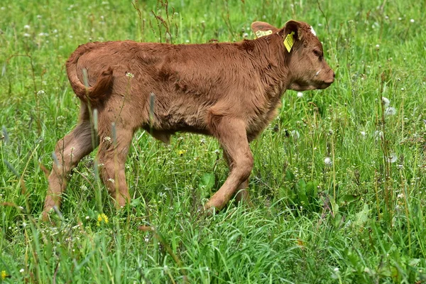 Sığır, inekler ve buzağı