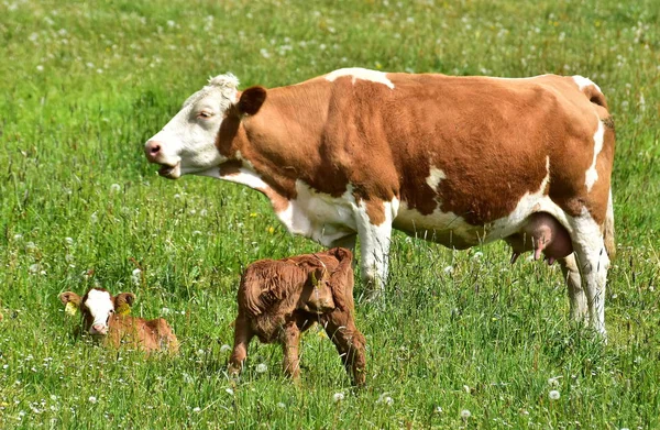 Cattle Cows Calves — Stock Photo, Image