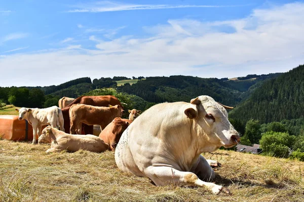 Bovinos Vacas Vitelos — Fotografia de Stock