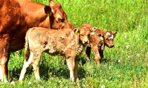 Скот Коровы Телята — стоковое фото