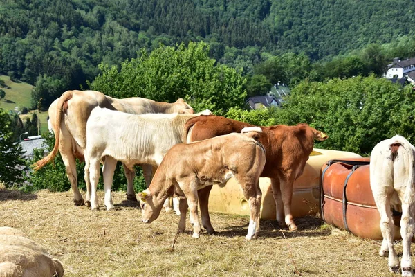 Bovinos Vacas Vitelos — Fotografia de Stock