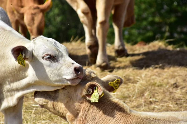 Sığır, inekler ve buzağı