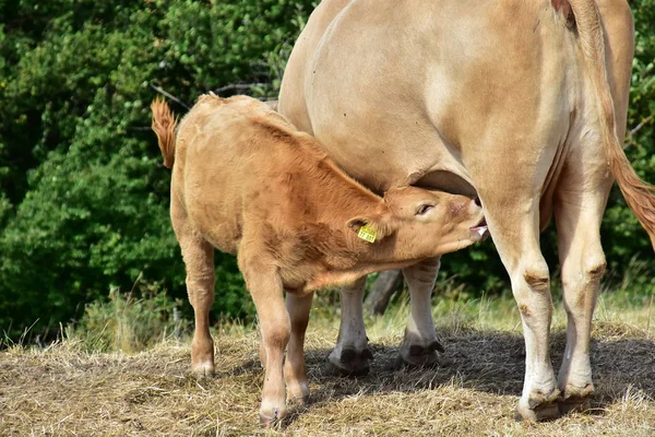 Sığır, inekler ve buzağı