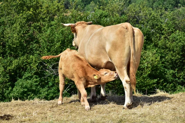 Sığır, inekler ve buzağı