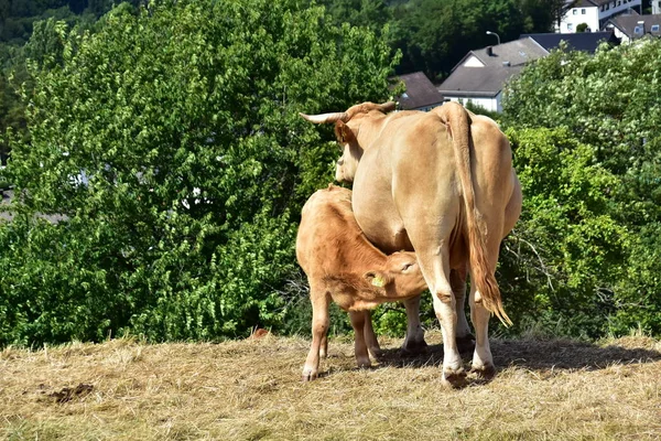 Nötkreatur Kor Och Kalvar — Stockfoto