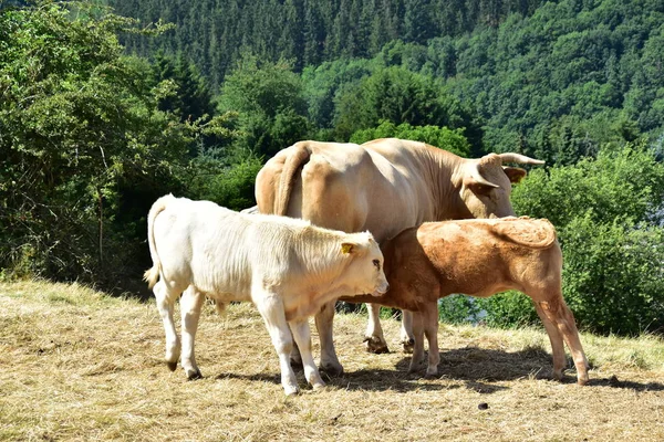 Bovinos Vacas Vitelos — Fotografia de Stock