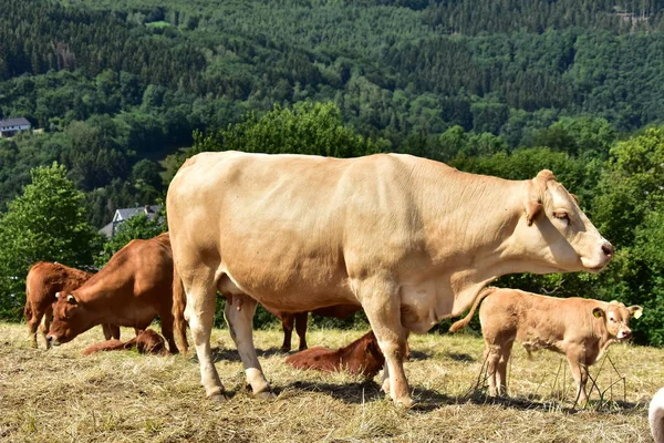 Nötkreatur Kor Och Kalvar — Stockfoto