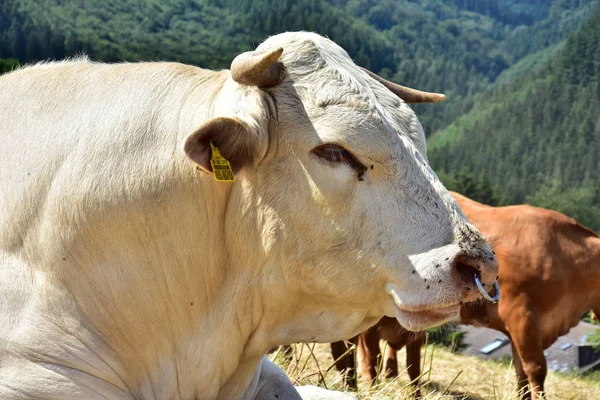 Sığır, inekler ve buzağı