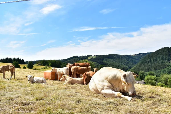 Bovinos Vacas Vitelos — Fotografia de Stock