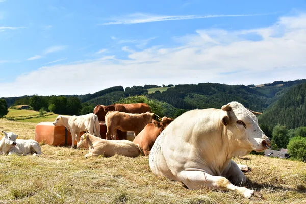 Bovinos Vacas Vitelos — Fotografia de Stock