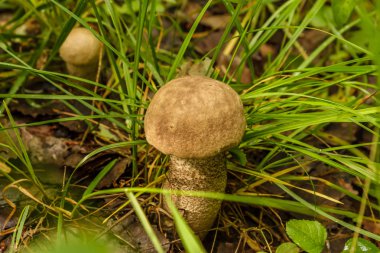 Bolete (Leccinum scabrum) ormanda büyüyen huş ağacı, yakın çekim