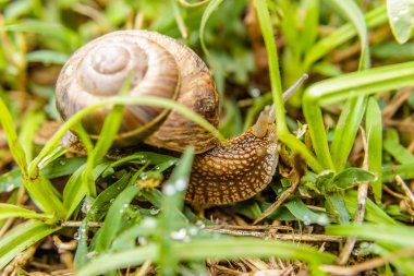 Helix pomatia, Bahçe Salyangoz kabuğu, yeşil çim, makro çekim