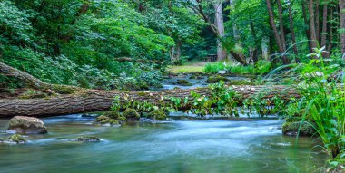 İle düşmüş bir ağaç gövde üzerinde arka planda yeşil ağaçlar ile nehrin bırakır