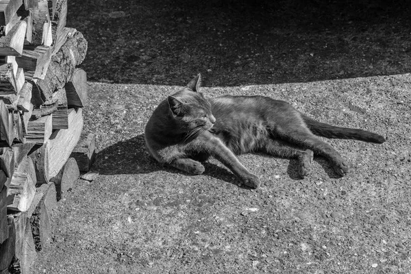 Krásná Šedá Kočka Odpočinkem Zem Černá Bílá Zblízka — Stock fotografie