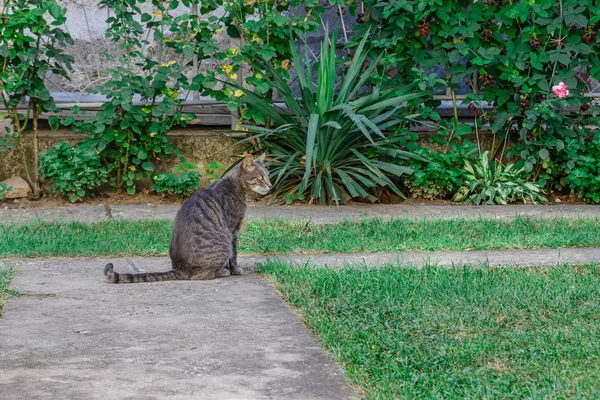 Beautiful Striped Cat Sitting Yard Close — Stock Photo, Image