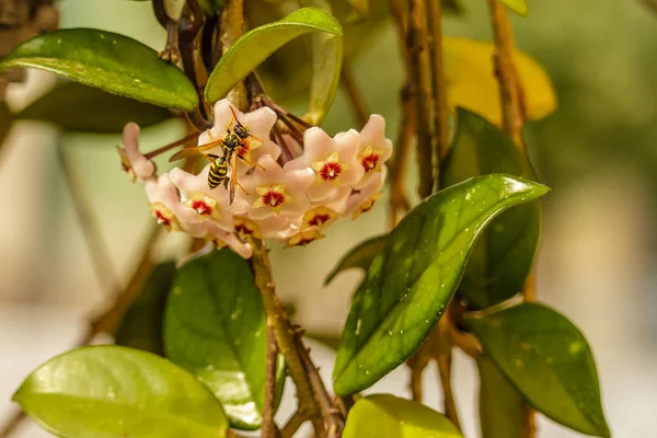 Wasp on a flower Hoya carnosa and green leaves, close up