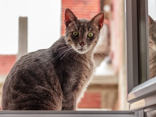 Bello Gatto Strisce Con Sorpreso Uno Sguardo Seduto Una Finestra — Foto Stock