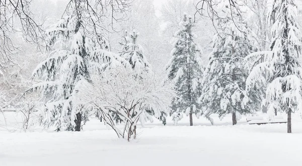 Hermoso Paisaje Invierno Parque Árboles Abeto Cubiertos Nieve Cerca — Foto de Stock