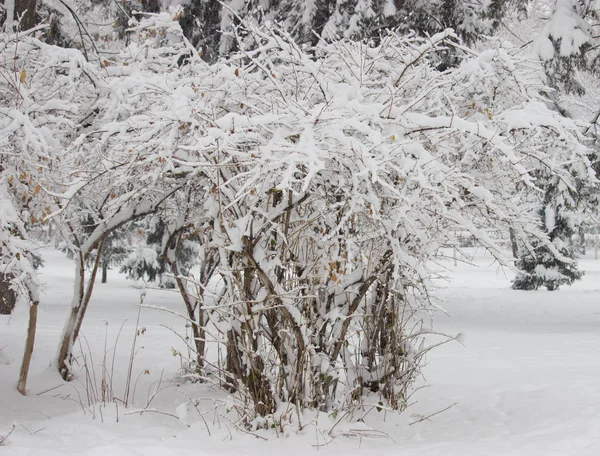 Bush Parque Cubierto Nieve Hermosa Escena Invierno — Foto de Stock