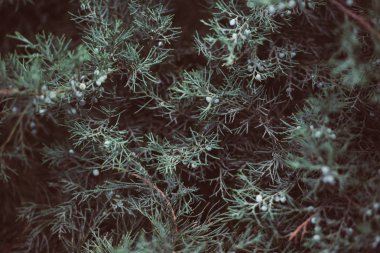 Vintage hedge arka plan