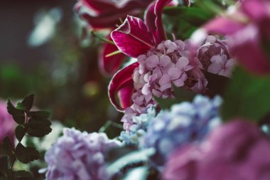 pembe ve Mavi ortancaları yakın çekim