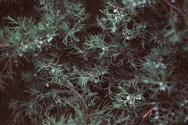 Vintage hedge arka plan