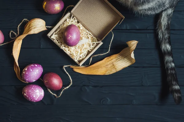 yumurta ve kedi Boyalı Paskalya kavramı