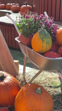 Fall harvest festival decoration with many different pumpkins and chrysanthemums flowers, wooden constructions and decorated cart.  Farm market  photozone with cozy fall mood