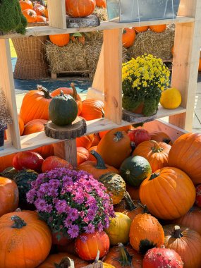 Sonbahar hasat festivalinde samanların üzerinde bir sürü farklı kabak ve kasımpatı çiçeği olacak. Sıcacık sonbahar havasında tarım pazarı dekorasyonu.
