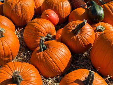 Bir sürü mükemmel turuncu balkabağı samanların üzerine serilmişti. Çiftlik pazarı, sonbahar hasat festivali, samimi sonbahar havası