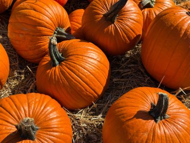Bir sürü mükemmel turuncu balkabağı samanların üzerine serilmişti. Çiftlik pazarı, sonbahar hasat festivali, samimi sonbahar havası