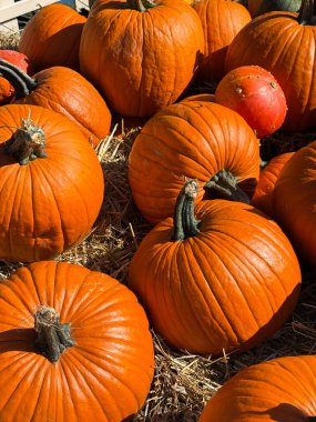 Bir sürü mükemmel turuncu balkabağı samanların üzerine serilmişti. Çiftlik pazarı, sonbahar hasat festivali, samimi sonbahar havası
