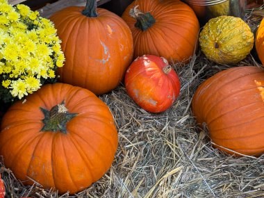 Samanlıkta bir sürü farklı kabak ve kasımpatı çiçeği var. Çiftlik pazarı dekorasyonu, sonbahar hasat festivali, samimi sonbahar havası.