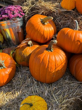 Samanlıkta bir sürü farklı kabak ve kasımpatı çiçeği var. Çiftlik pazarı dekorasyonu, sonbahar hasat festivali, samimi sonbahar havası.