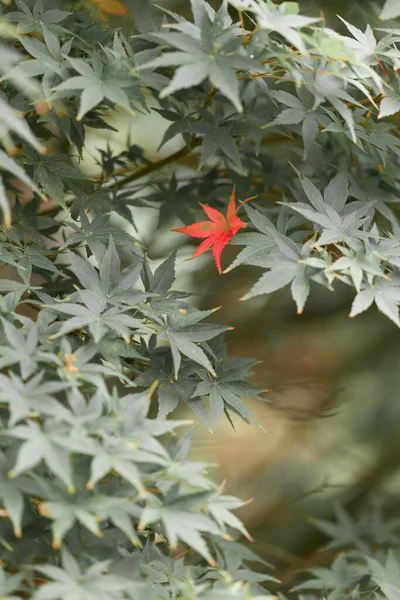 Herbstlaub Wald — Stockfoto