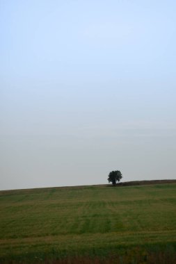 Tarlada yapayalnız ağaç