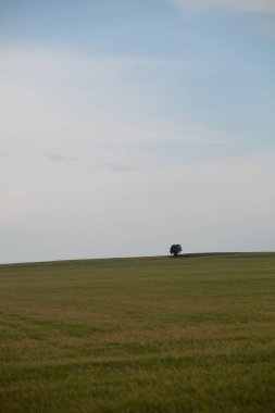 Tarlada yapayalnız ağaç