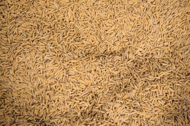 Tayland çiftçinin çeltik kurutma arka plan.