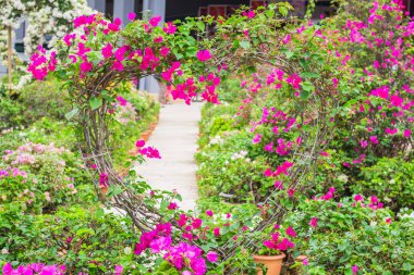 Sevgililer günü boyunca begonviller ağacı