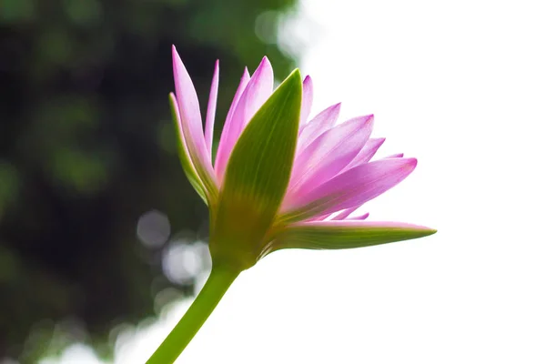 Bunt wie eine Lotusblume. — Stockfoto