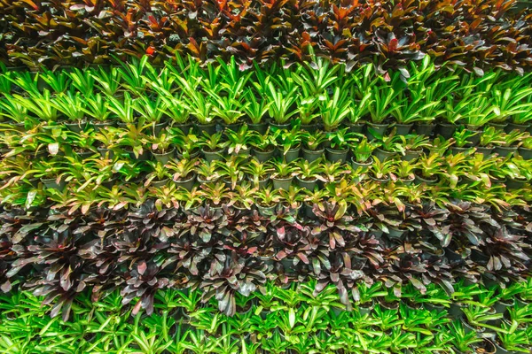 Hintergrund der Bromelie im Garten. — Stockfoto