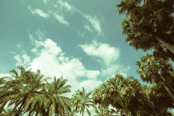 Palm trees on the beach . — Stock Photo, Image