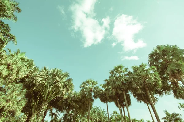 Palm trees on the beach . — Stock Photo, Image