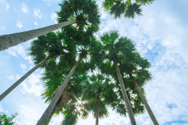 Palm trees on the beach . — Stock Photo, Image