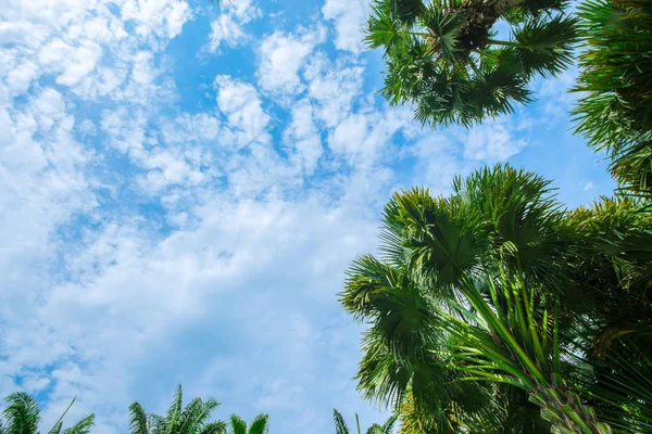 Palm trees on the beach . — Stock Photo, Image