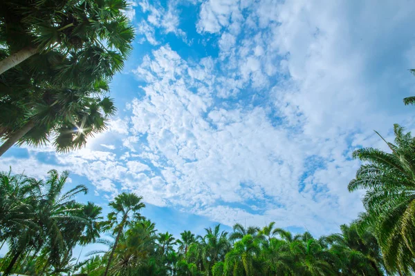 Palm trees on the beach . — Stock Photo, Image