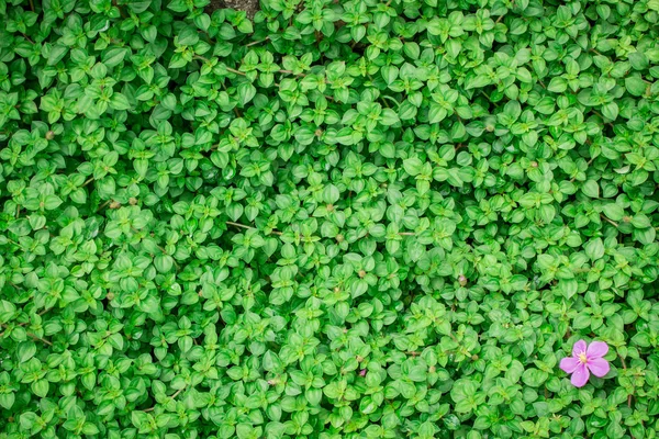 Fondo hoja verde en el natural . — Foto de Stock