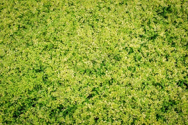 Hintergrund grünes Blatt auf der natürlichen. — Stockfoto