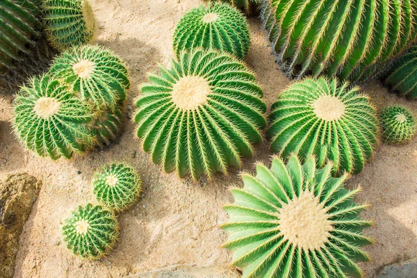 Cactus in the garden. — Stock Photo, Image