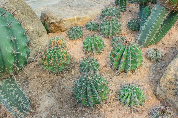 Kaktus i trädgården. — Stockfoto